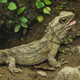 A foot-long beige reptile sits on the ground.